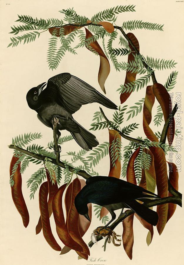 John James Audubon : Fish crow